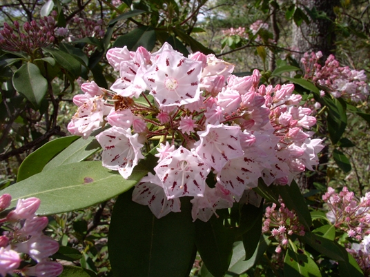 {Kalmia latifolia}
